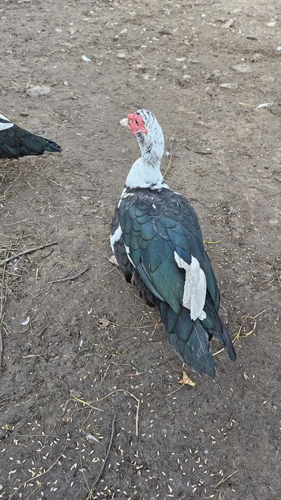 Kaczki,Kaczory francuzy