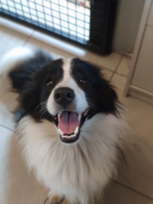 Border collie Zkwp - Wrocław zapowiedz miotu