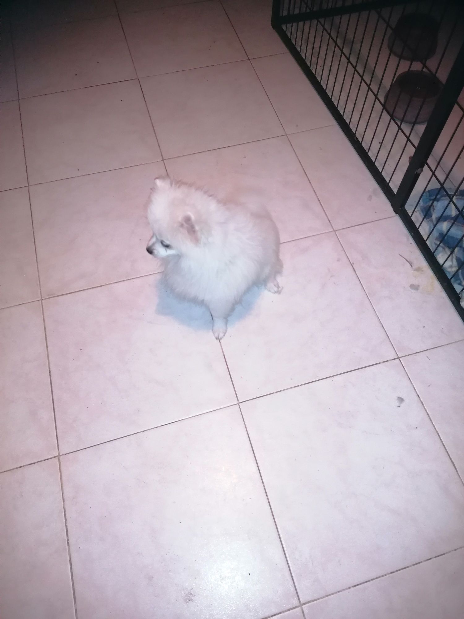 Spitz anão lulu da pomerania mini