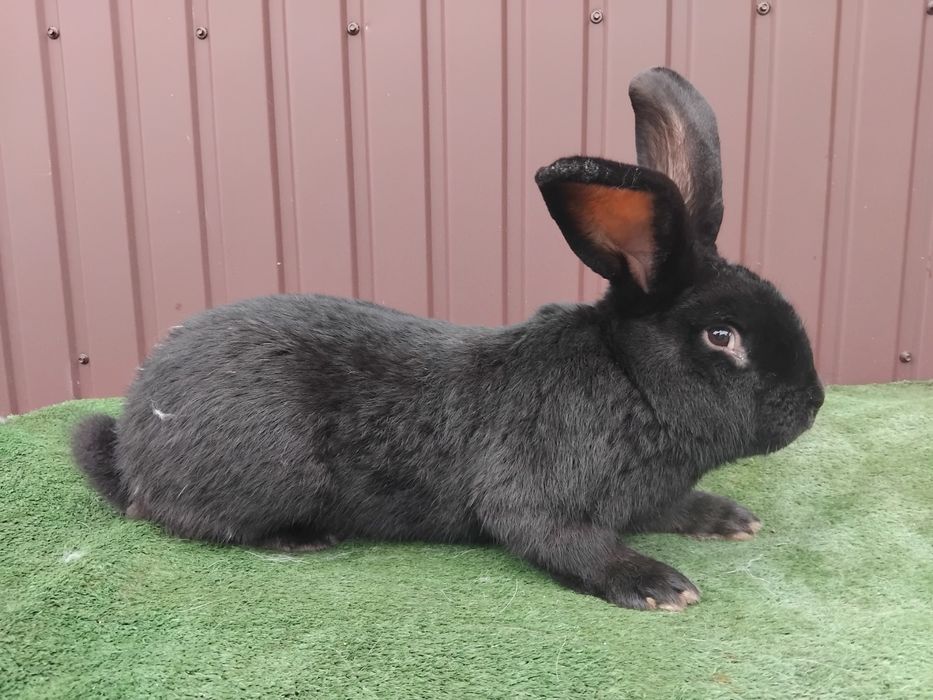 Продам кроликів породы строкач
