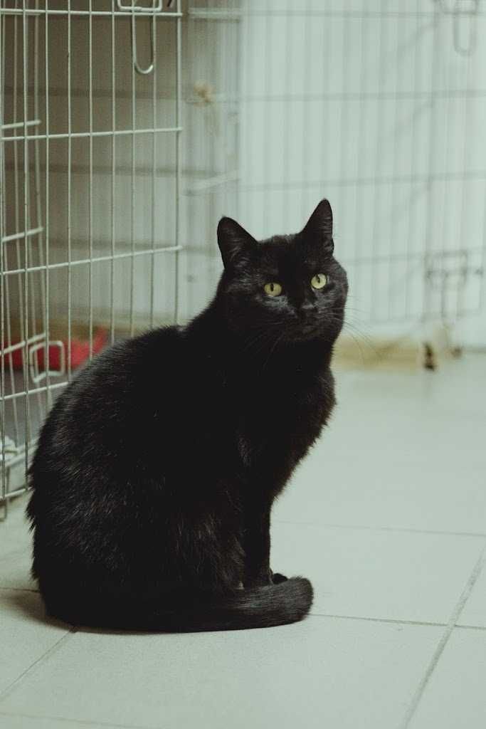 Lepka miłą kotką do adopcji, lubiącą człowieka, nie nachalną czarna
