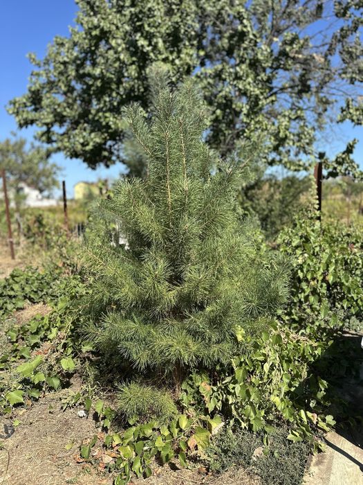 Сосна звичайна 165-200 см