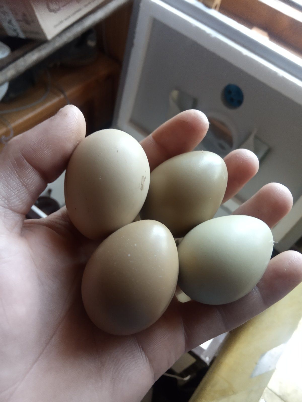 Яйця мисливського фазана