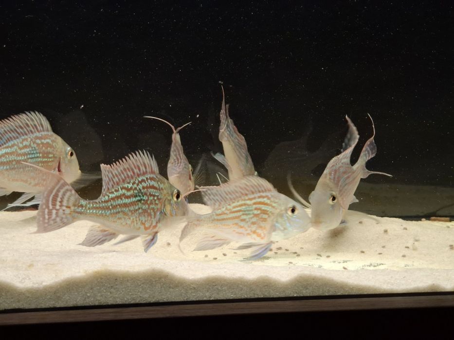 Ziemiojad sveni 6 sztuk