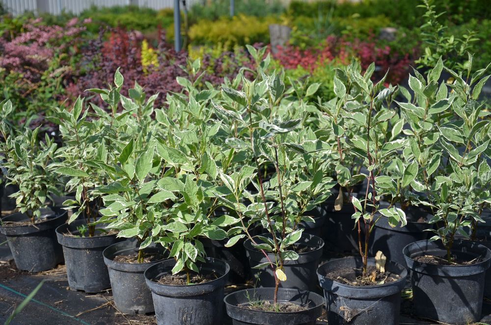 Кустарники Барбарис,Бересклет,Спирея,Вейгела,Дёрен,АзалияВереск,Самшит