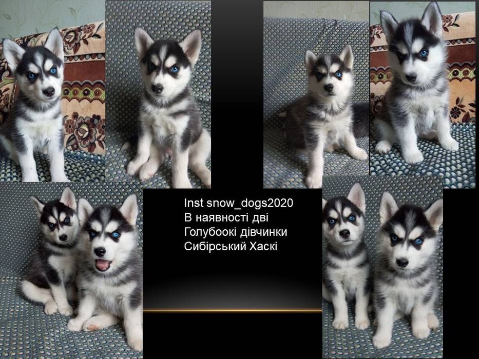 Хаскі в хорошу родину