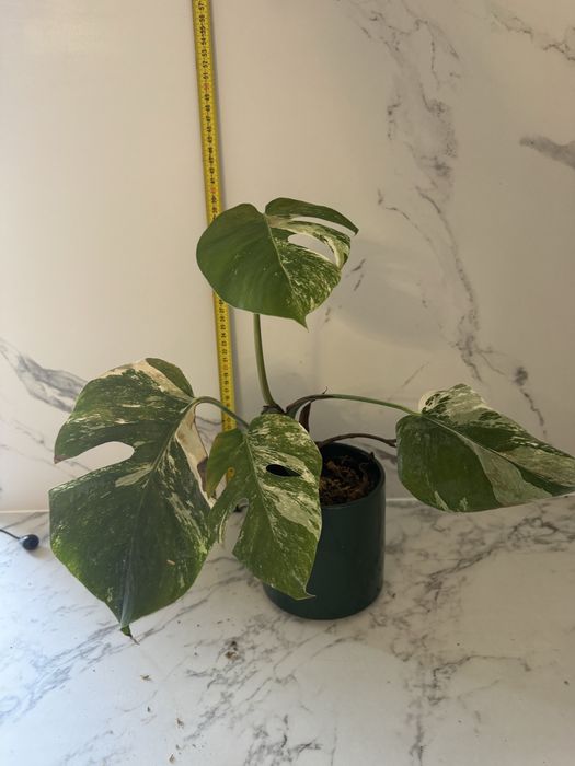 Monstera variegata, ukorzenione rośliny