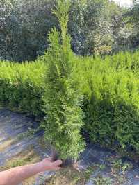 Tuja szmaragd thuja