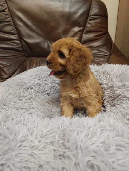 ***Piesek cavapoo ***