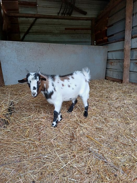 Cabrito anão 4 meses