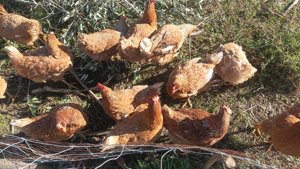 Galinhas poedeiras