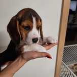 Beagle śliczny piesek