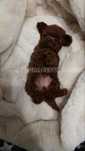 Teddy poodle mini,  teacup!