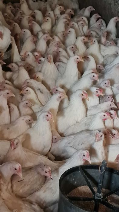 Kury Nioski młode z pierwszym jajkiem 25tyg.Kurki z wolnego-wybiegu.