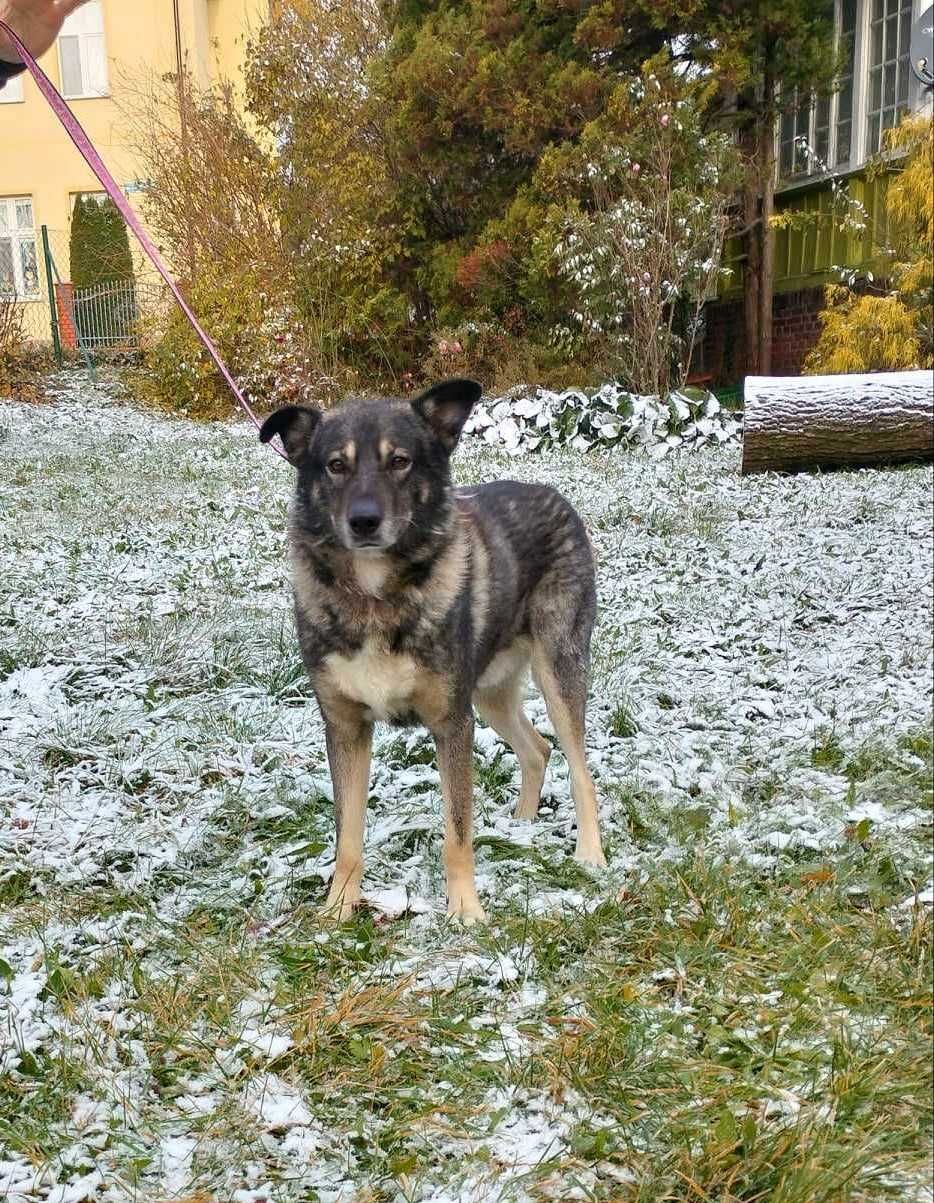 Dżeki, duży piesek do adopcji