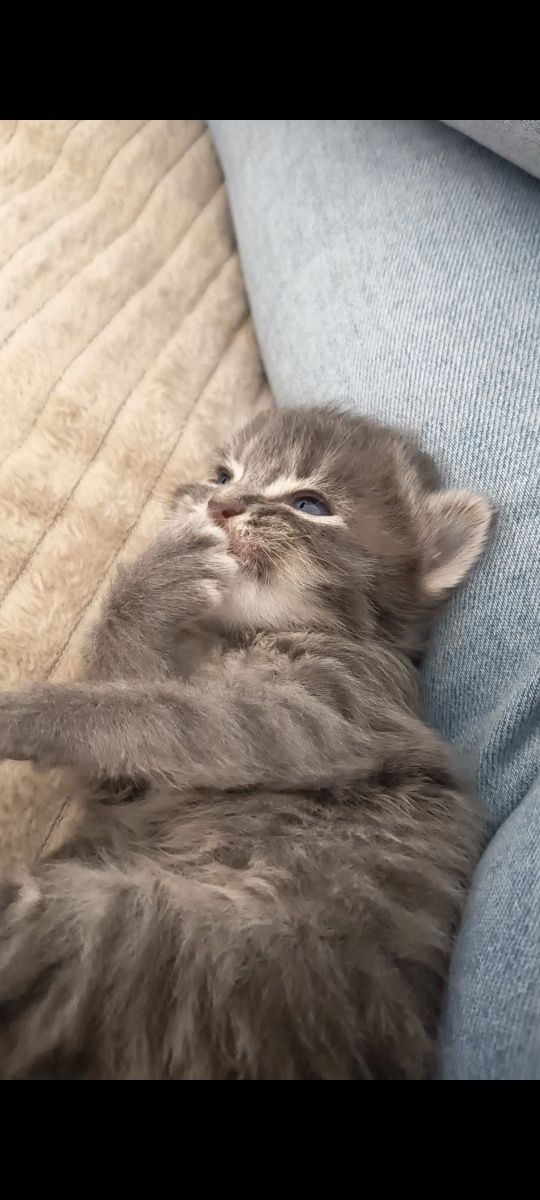 3 gatinhos para doação responsável