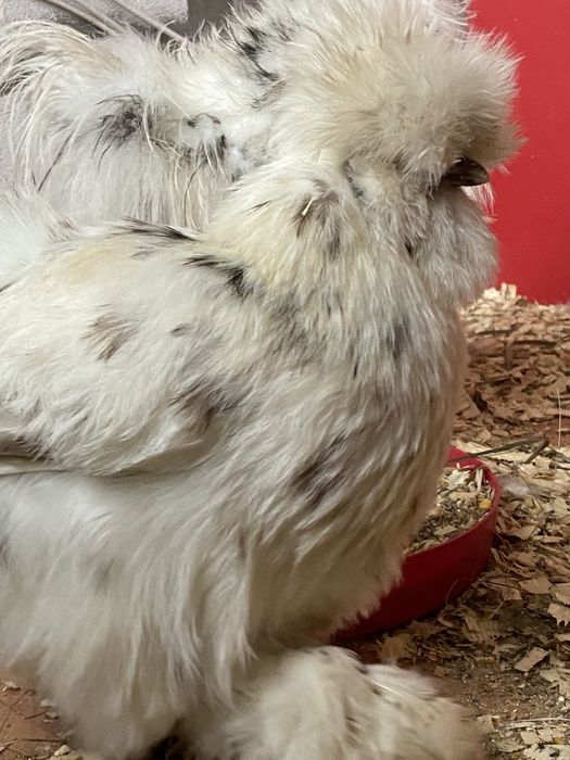 Яйцо інкубаційне китайська шовкова