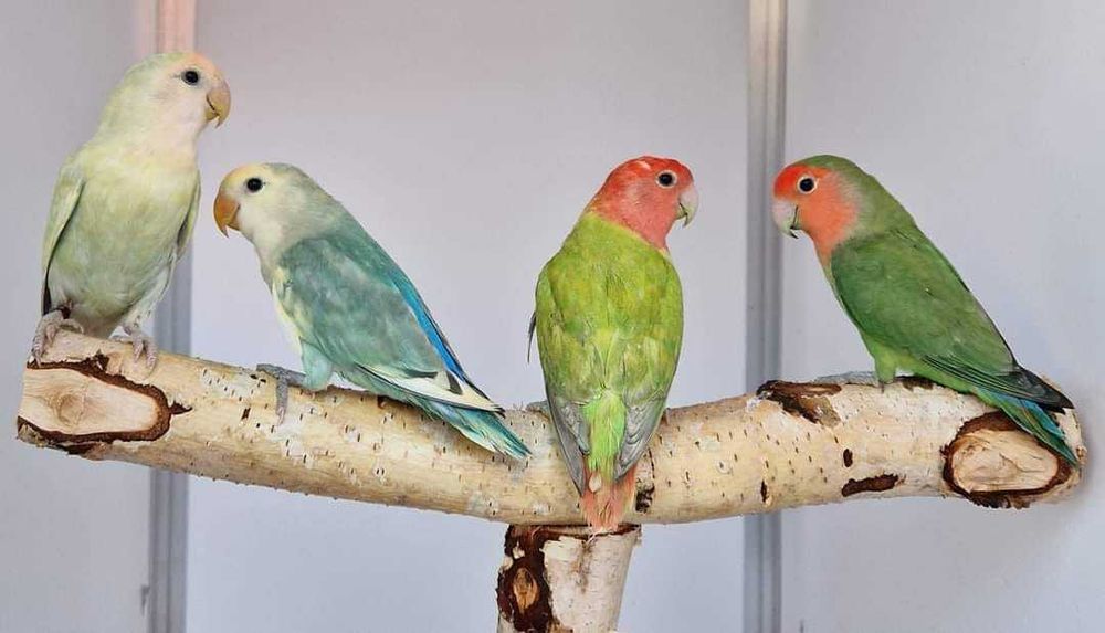 Nierozłączka czerwonoczelna nierozłączki czerwonoczelne papuga papugi