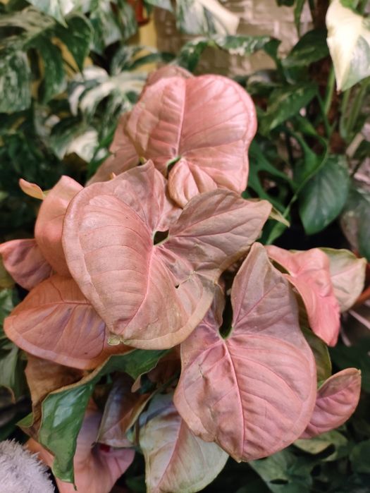 Syngonium neon robusta