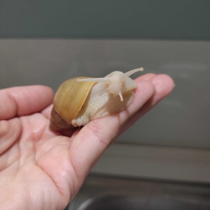 Ślimak afrykański Lissachatina fulica rodatzi albino 4 cm.
