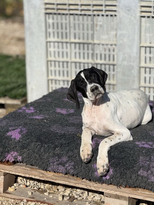 Pointer Inglês cachorro macho