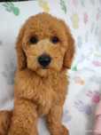 Mini Golden Doodle f1b
