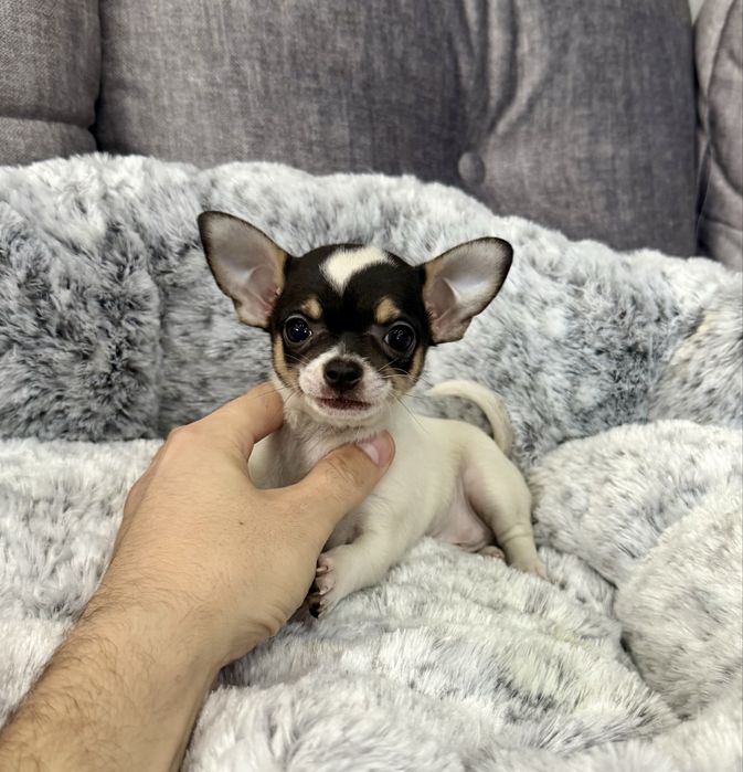 Chihuahua mini piesek tricolor krótkowłosy