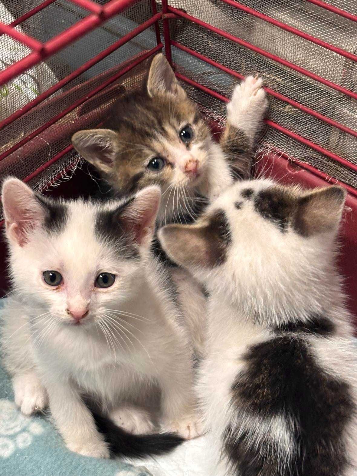 3 piękne kocie dziewczynki do adopcji