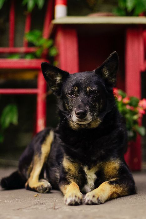 Opieka nad Psem, Kotem, Wyprowadzanie Psów | Certyfikowany petsitter