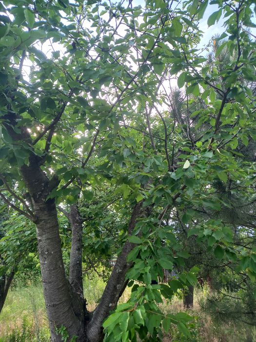 Продам дачу в Лесничестве