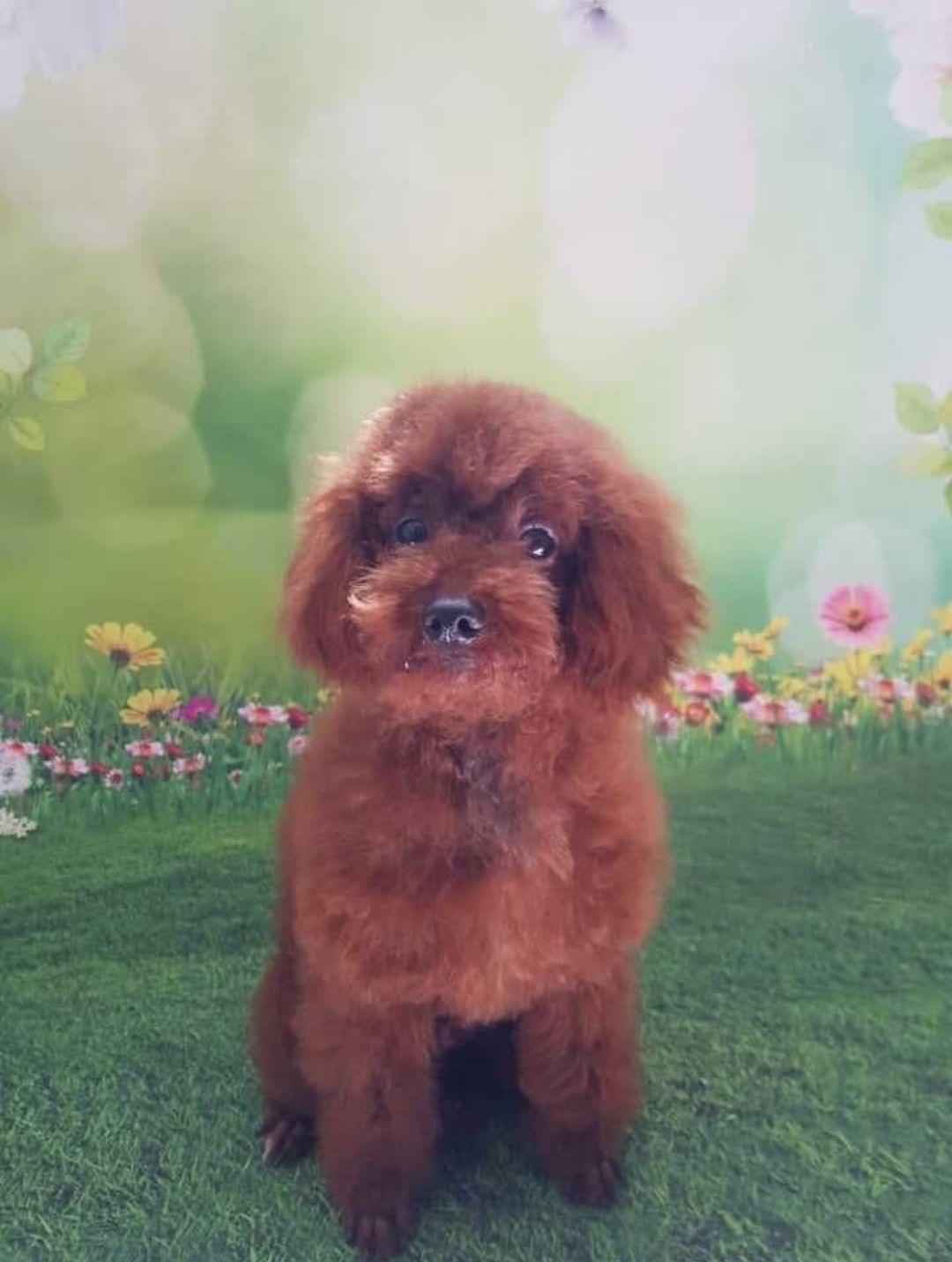 Maltipoo - piesek biszkoptowy