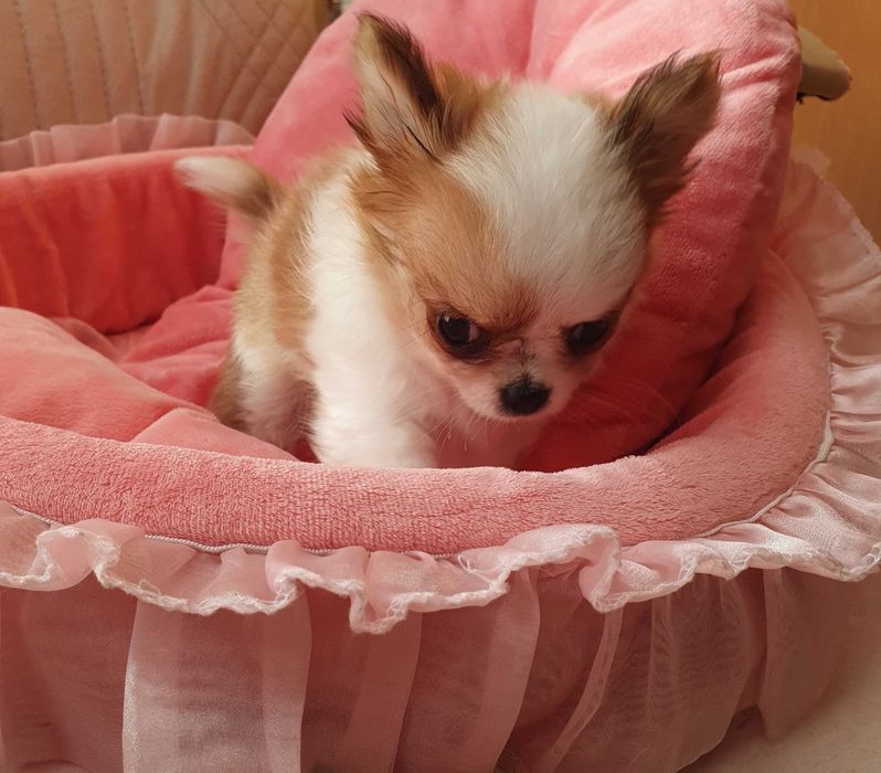 Chihuahua mini piesek z rodowodem