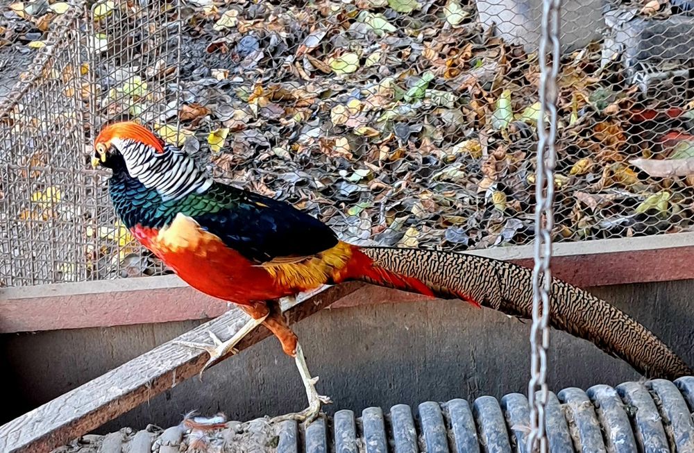 Bażanty złote , (samiec)