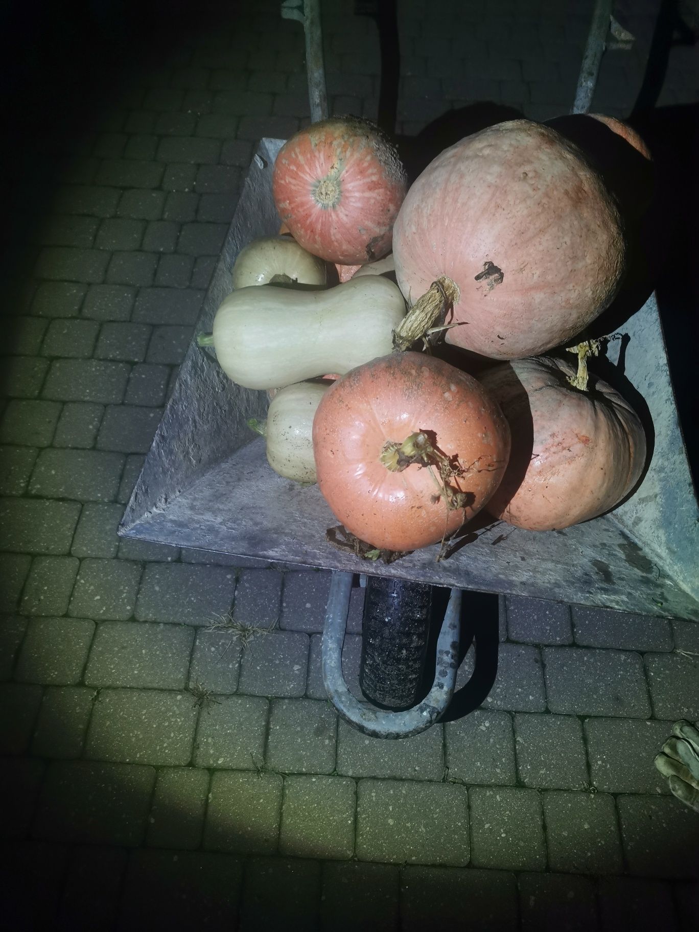 Marchew, marchewka, cebula z 2025