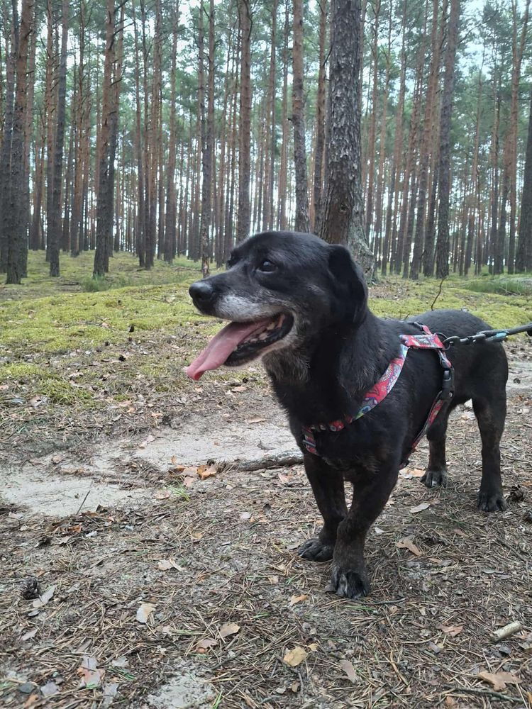 Max szuka domu!!