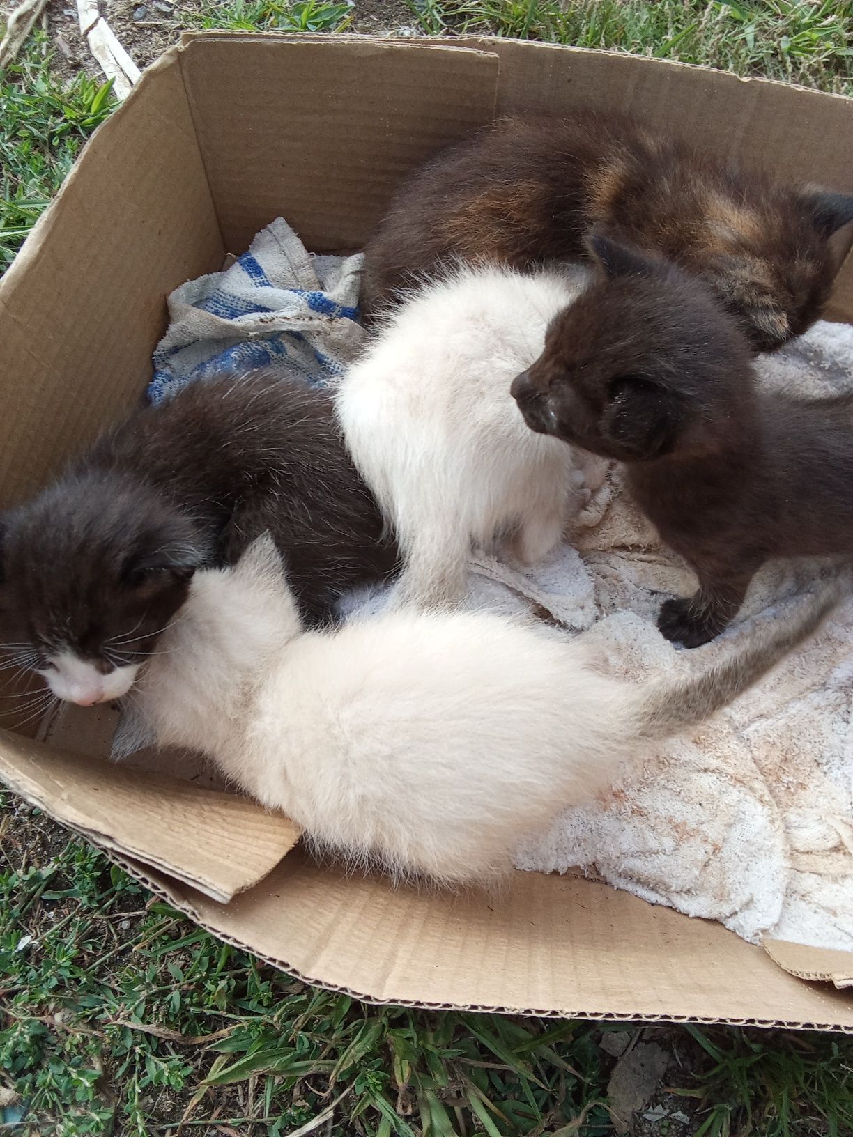 5 gatinhos para adoção