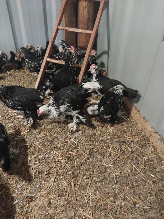 Karzełki łapciate brodate