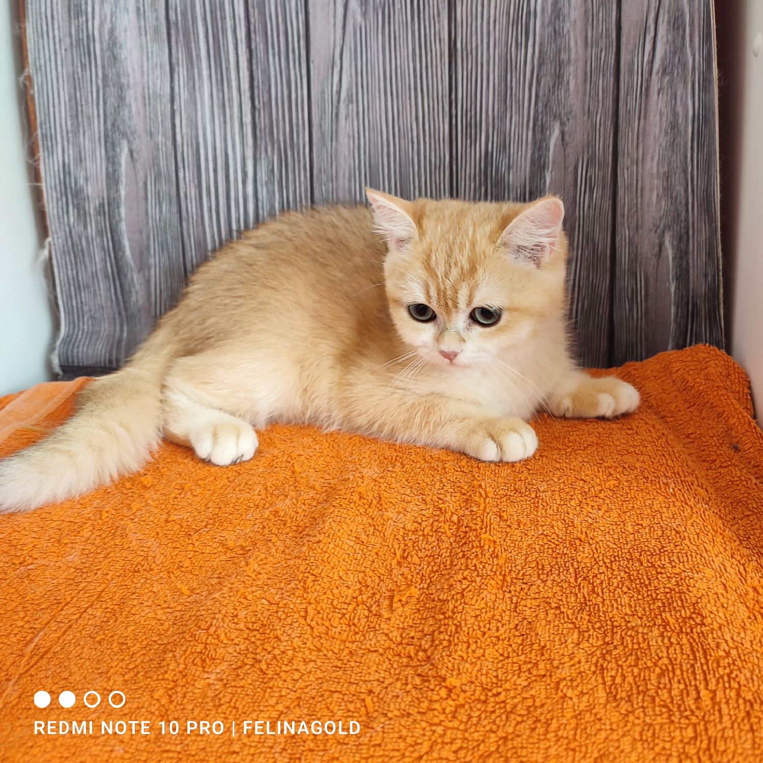 Британський золотий котик ny12
