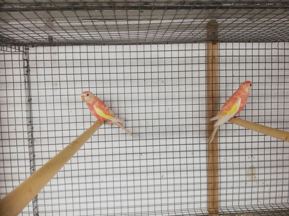 Casal de bourkes