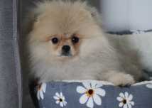 Piękny pomeranian