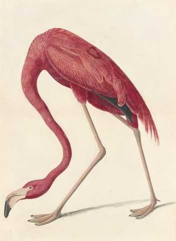 Flamingi  reprint XIX w. grafik