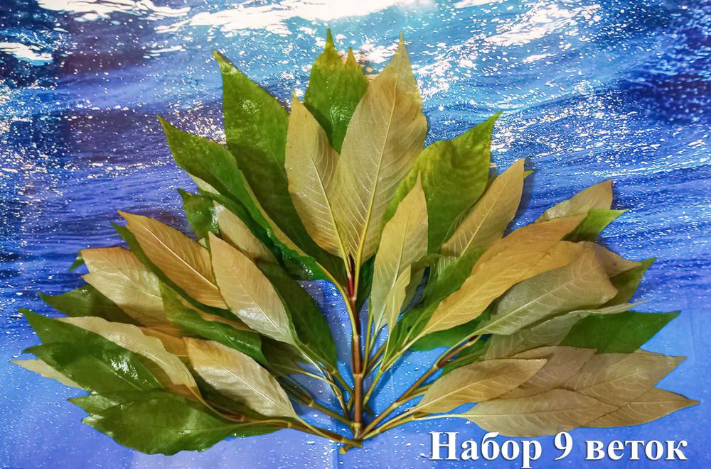 Продам Лимонник! Красивое, простое, аквариумное растение.