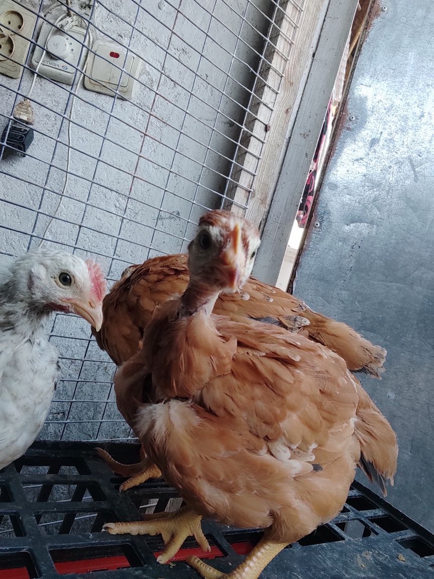 Продам курчата мастер редбро іспанка голошийка