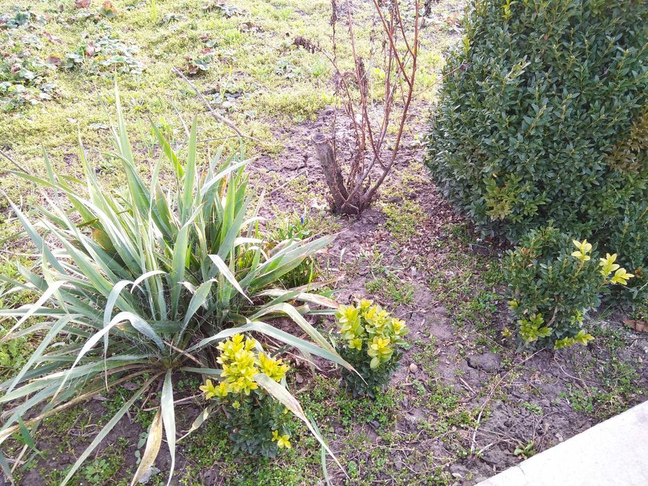 великі і молоденькі кущі самшиту