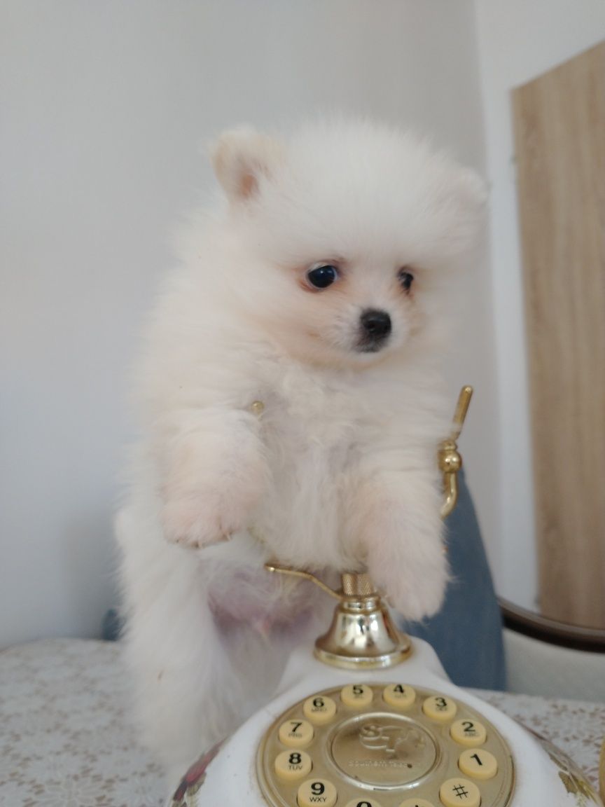 Szpic miniaturowy pomeranian