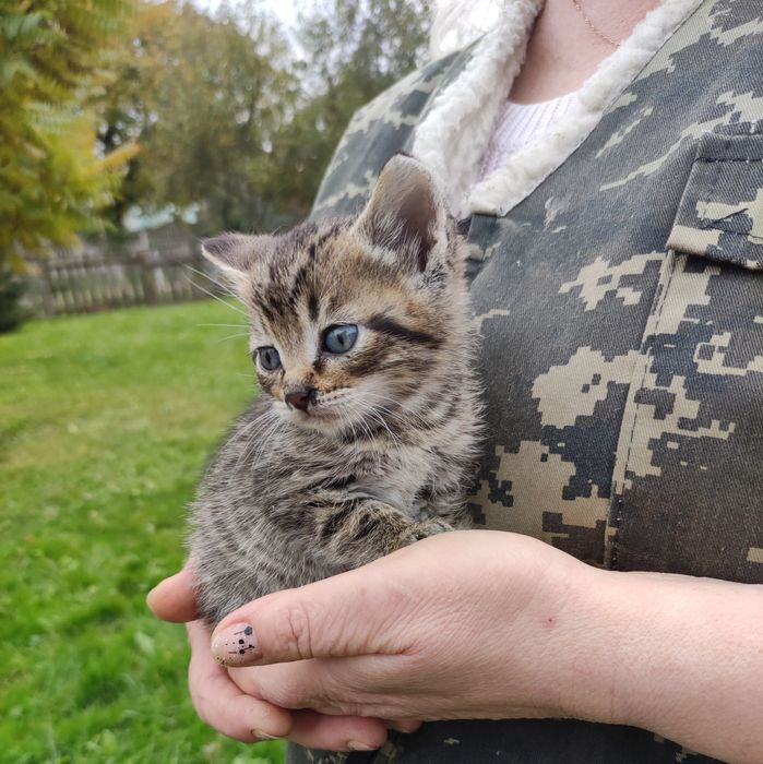 Кошенята  котики