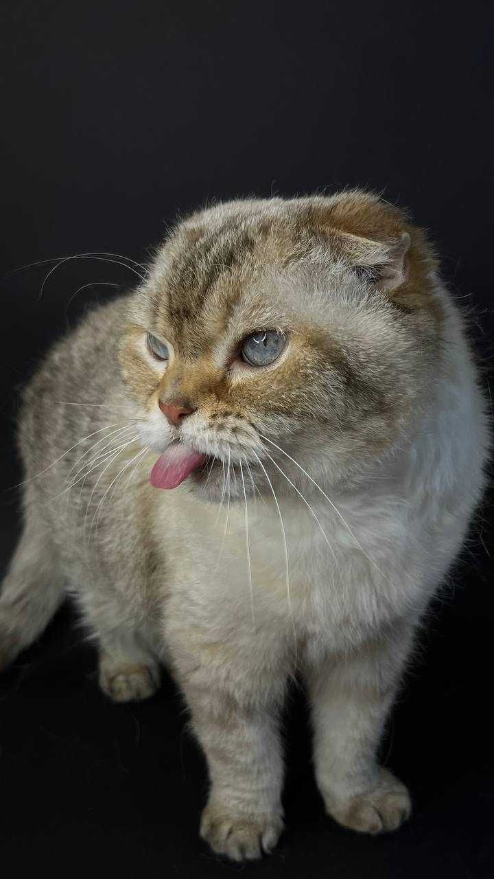 Кошечка Буся ищет дом