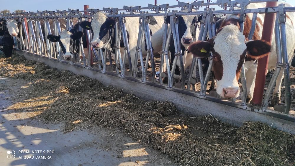 Продам 10 нетелей глубоко стельных