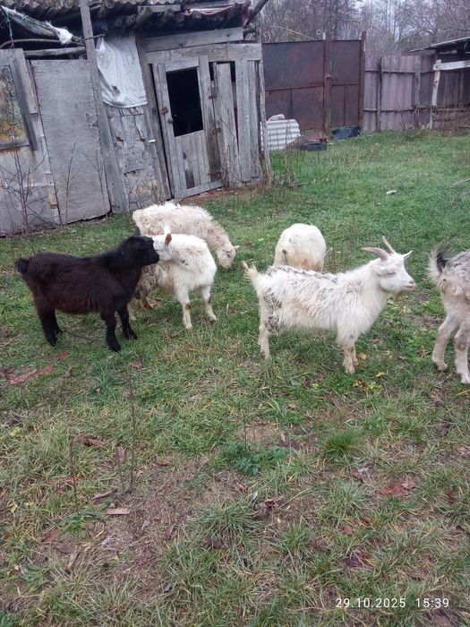 Срочно продам коз недорого