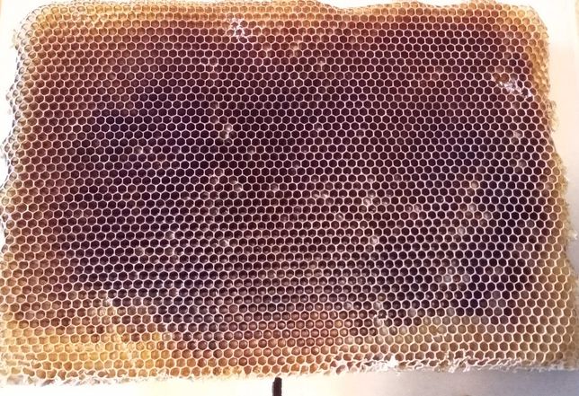 Plaster pszczeli, wosk pszczeli, pokarm dla motylicy barciaka
